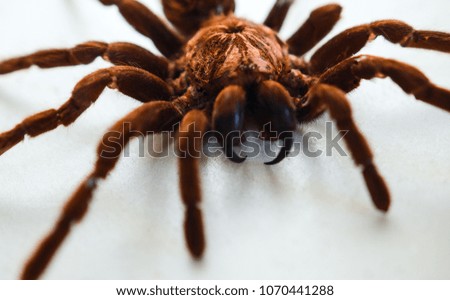 Spider macro's Photo