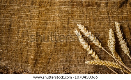 spikelets of wheat Royalty-Free Stock Photo #1070450366