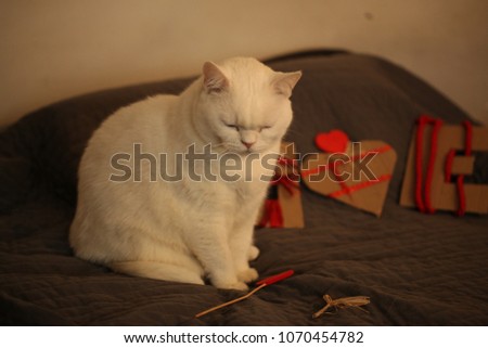 fat british cat sitting on a bed with love cardboard sign