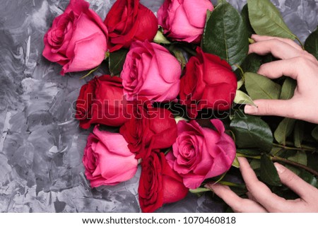A bouquet of fresh red and pink roses in female hands on a gray concrete background