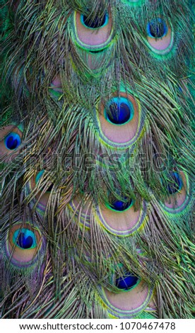Beautiful peacock feathers