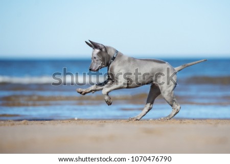thai ridgeback puppy running on a beach