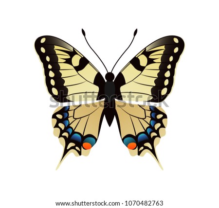 Family papilionidae butterfly with ornaments on wings and antenna family papilionidae yellow creature vector illustration isolated on white background