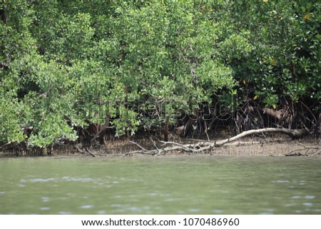 Major mangrove: Rhizophora mucronata is a perennial in the family. Rhizophoraceae The bark of the dark gray to black to the groove around the base of the tree to support the strong stem.  