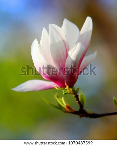 colorful magnolia blossom