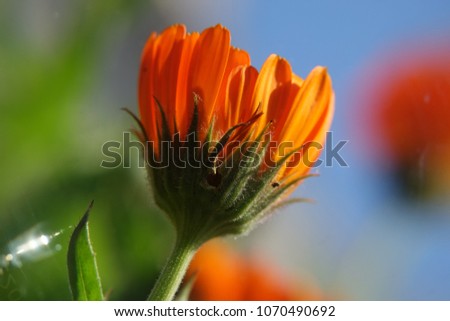 Orange vibrant colored african daisy flower from top rear view.