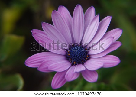 Single african daisy flower with soft pink and purple pastel color tone.