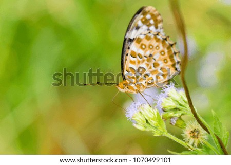 A leopard butterfly