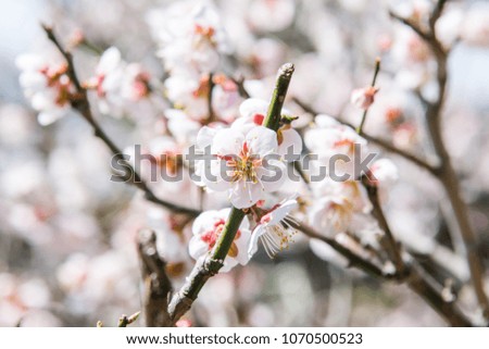 close up view of cherry blossom