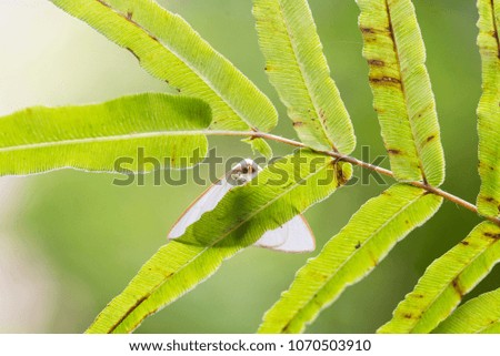 Regularly arranged leaves behind a white moth