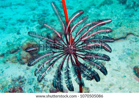 Feather star crinoid underwater. A close-up of crinoid, top-down view.  