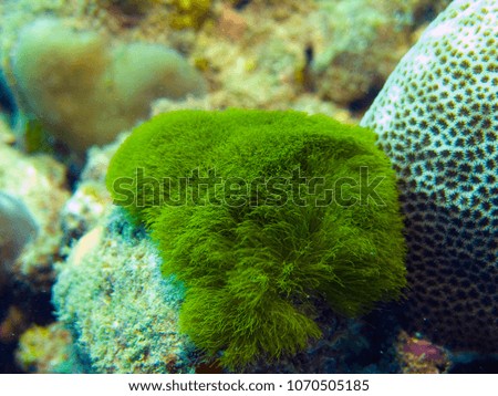 Marine anemones.