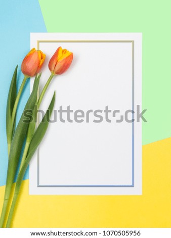 Two tulips on a colored background and a white card with a shaded, delicate frame