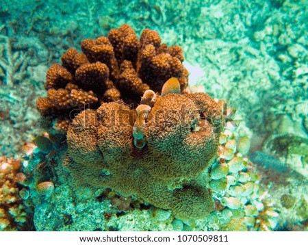 Marine anemones. Sea weeds. Seagrasses. Marine plants. Reef colors.