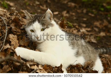 tom mail cat close up hunting portrait on spring dry leafs garden background