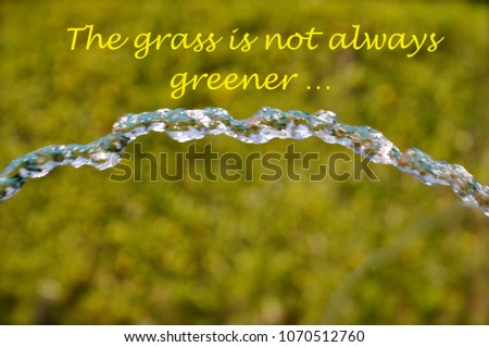 Life affirming quote "the grass is NOT always greener..."