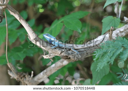 animal camouflage of chameleon