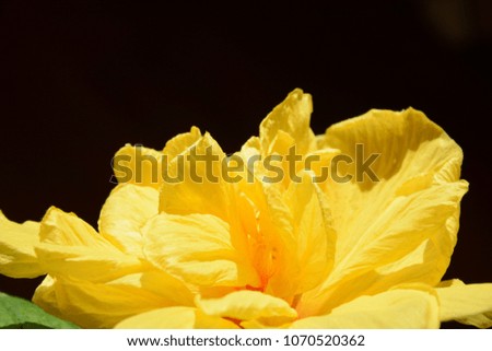 Not an ordinary yellow rose Hibiscus, blossoms only one day, on a dark background