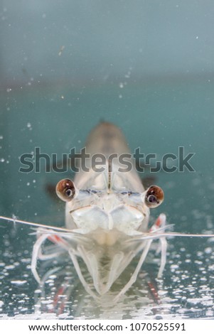 Shrimp broodstock in clear glass