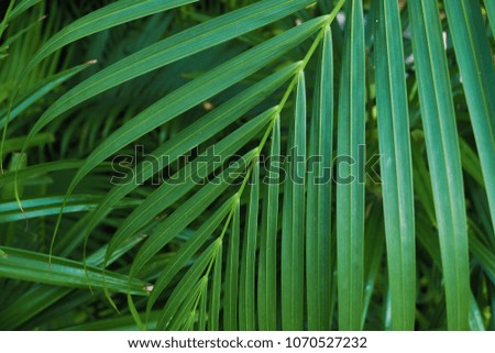 Tropical palm leaf texture,green background,abstract texture line from nature