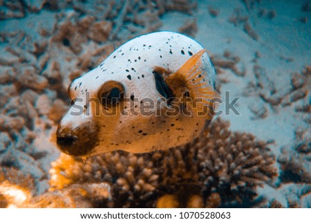 Arothron puffer poses for shooting substituting one side for a frame. Dogfish. Inhabitants of Coral Reef Royalty-Free Stock Photo #1070528063