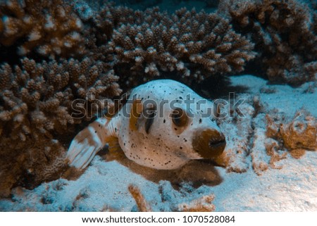 Arithron Dogface Puffer. Inhabitants of the Great Barrier Reef Royalty-Free Stock Photo #1070528084