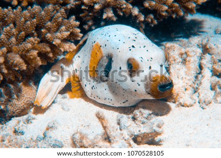 An underwater seascape with white colored tropical fish a Blackspotted Puffer (Arothron nigropunctatus) at the bottom of the sea. Close-up view Royalty-Free Stock Photo #1070528105