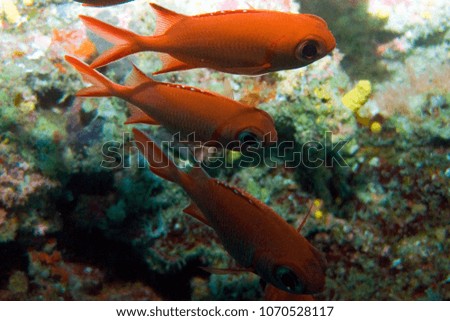 Inhabitants of the Great Barrier Reef