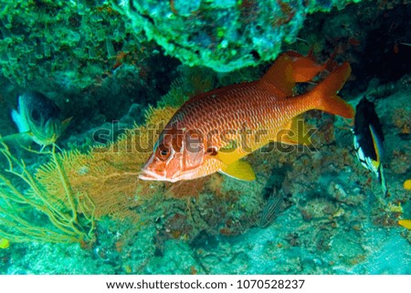 Tropical coral reef fish. Inhabitants of the Great Barrier Reef