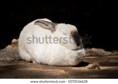 white rabbit sleeping