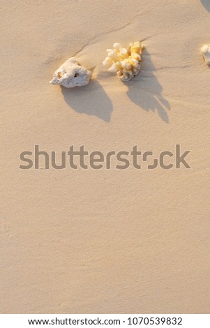 white tropical shell on white  beach sand under sun light, shall