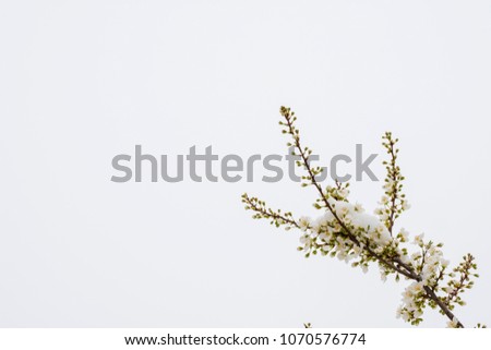  Close up of a branch in the right corner of cherry blossoms  with snow on the flowers in extreme weather isolated with a white background and only half of the branch is on the picture.