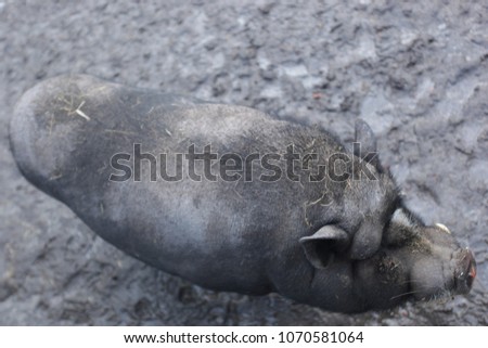 animal close up - huge dirty vietnamese hog standing on a wet muddy soil, outside in daylight