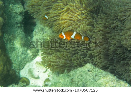 Cartoon fish at coral reef with sea anemone and sea weed.