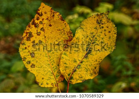Two yellow dry beautiful leaf on nature