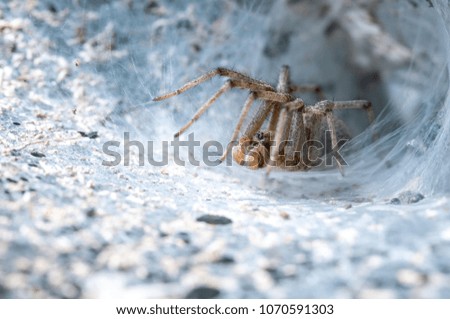 A large common garden spider found in Cyprus. Hidden in the depths of its web, which is covered with the remains of it's prey 