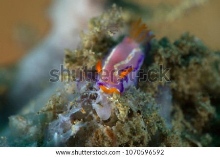 Nudibranch Thorunna florens. Picture was taken in the Banda sea, Ambon, West Papua, Indonesia