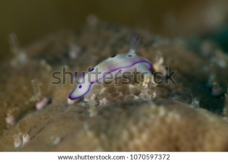Nudibbranch Hypselodoris tryoni, juvenile. Picture was taken in the Banda sea, Ambon, West Papua, Indonesia