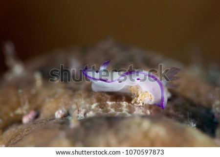 Nudibbranch Hypselodoris tryoni, juvenile. Picture was taken in the Banda sea, Ambon, West Papua, Indonesia