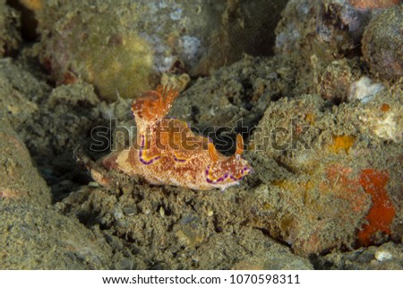 Nudibranch Ceratosoma tenue. Picture was taken in the Banda sea, Ambon, West Papua, Indonesia