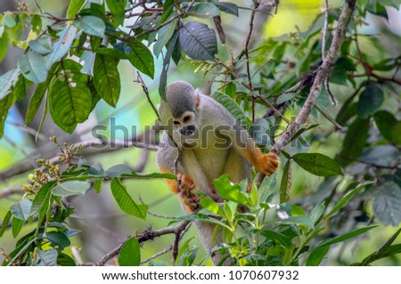 Squirrel Monkey (sciureus macrodon) in the Amazon Rainforest near the Napo River, Ecuador