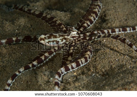The mimic octopus (Thaumoctopus mimicus). Picture was taken in the Banda sea, Ambon, West Papua, Indonesia