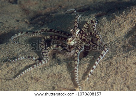 The mimic octopus (Thaumoctopus mimicus). Picture was taken in the Banda sea, Ambon, West Papua, Indonesia