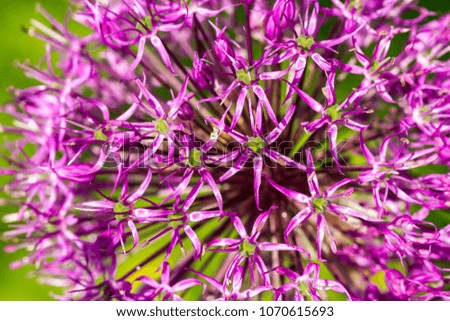 Purple blooming ornamental onion on green background, macro image
