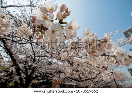 Japan Sakura cherry blossom Kawazu-zakura