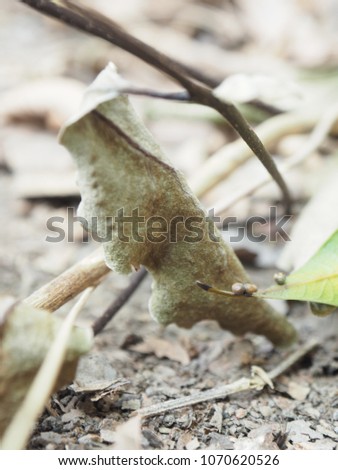Blurred picture of dried leaves with dry soil, The leaf look crisp  brown.Various abstract meanings.