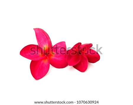 Two pink plumeria flower on isolated white background