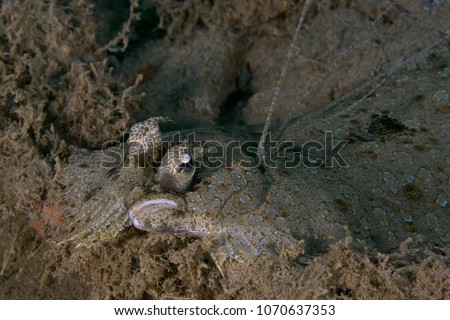  Leopard flounder (Bothus pantherinus). Picture was taken in the Banda sea, Ambon, West Papua, Indonesia