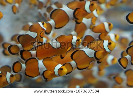 Anemone fish of aquarium