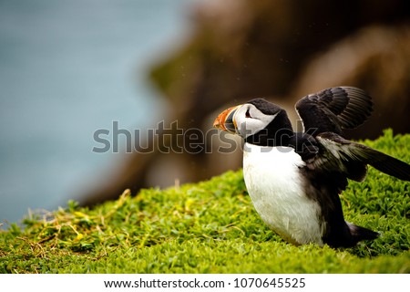 portrait of a puffin sitting on a cliff, great saltee island, ireland, europe